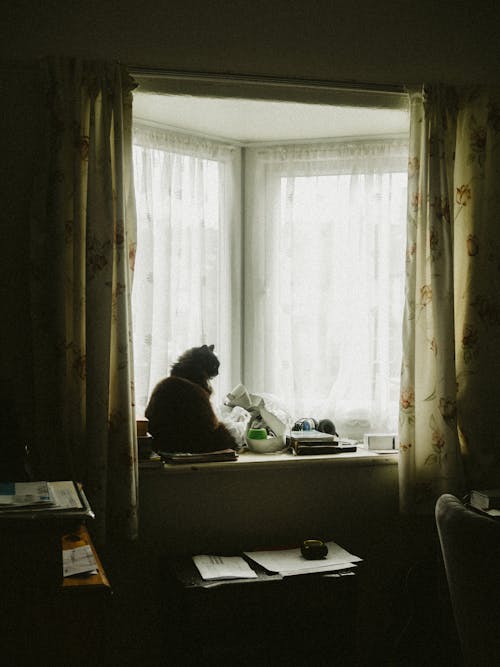 Cat on Windowsill in House