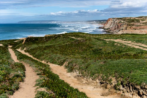 Trails among Plant at Edge of Cliff