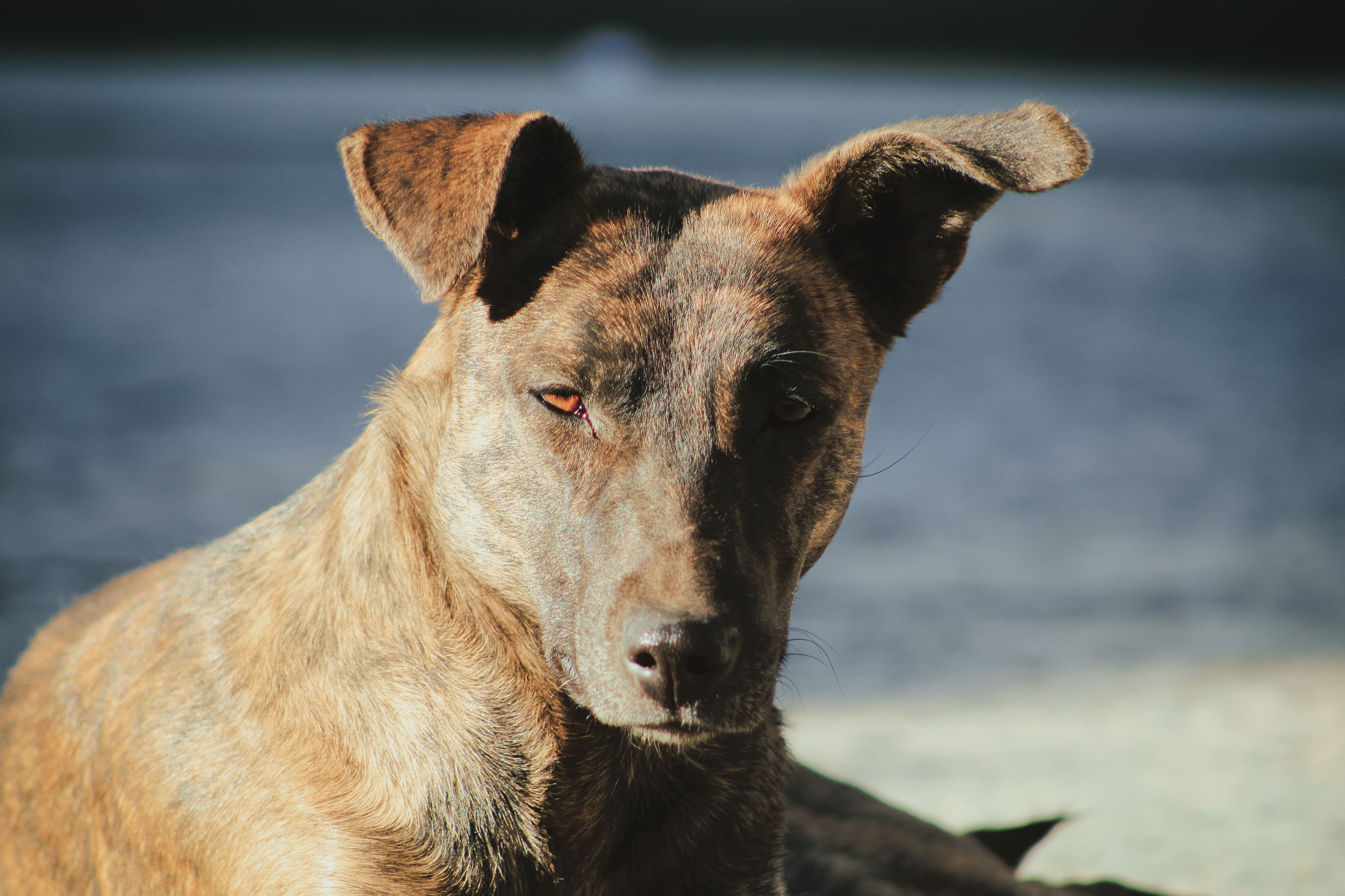 Veterinary care for a dog
