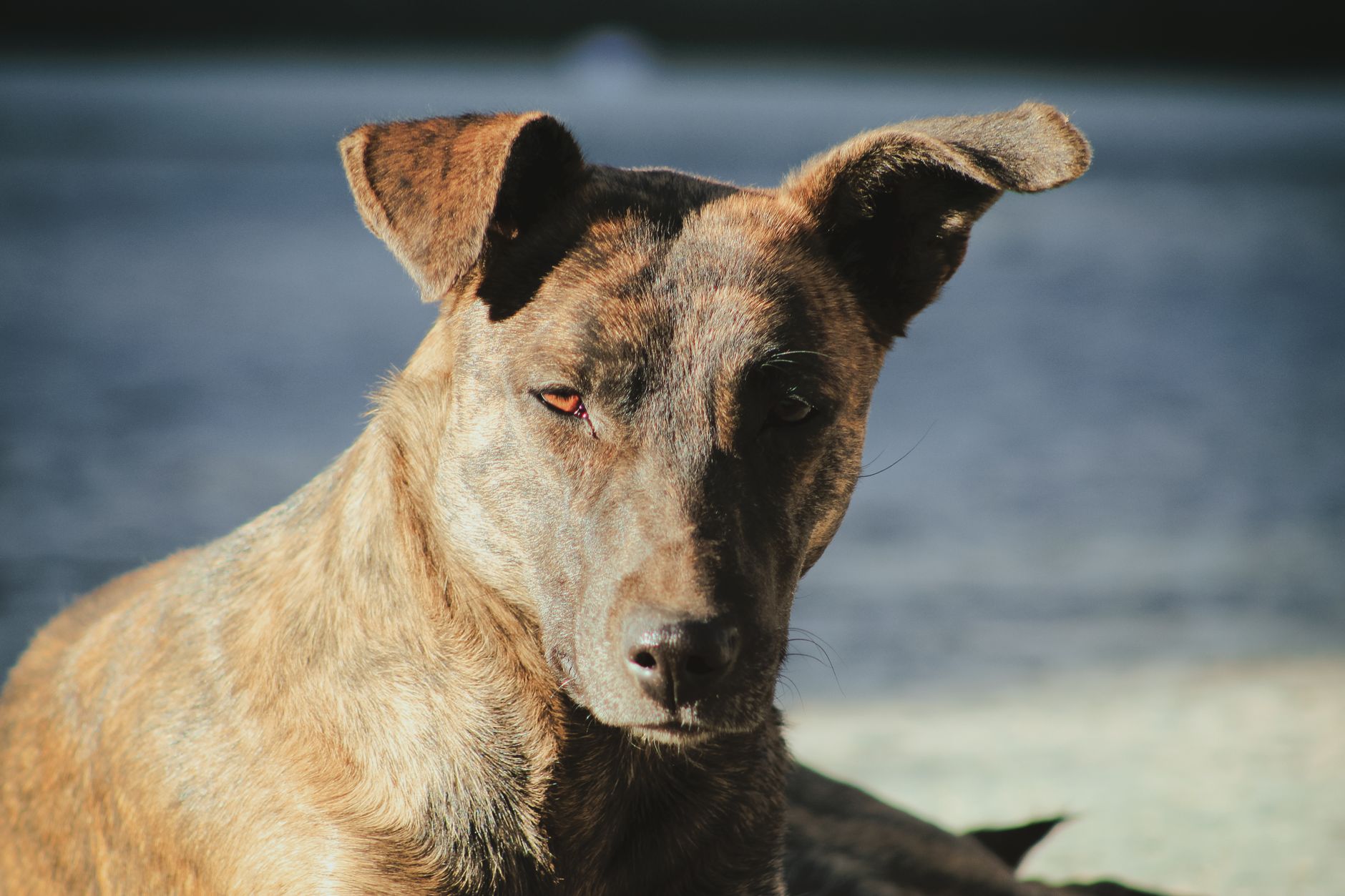 Veterinary care for a dog