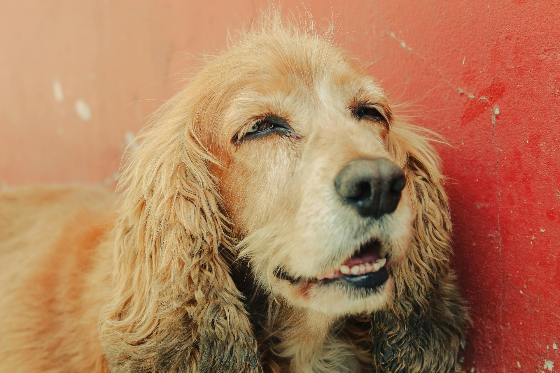 A Cocker Spaniel Dog Standing next to a Red Wall