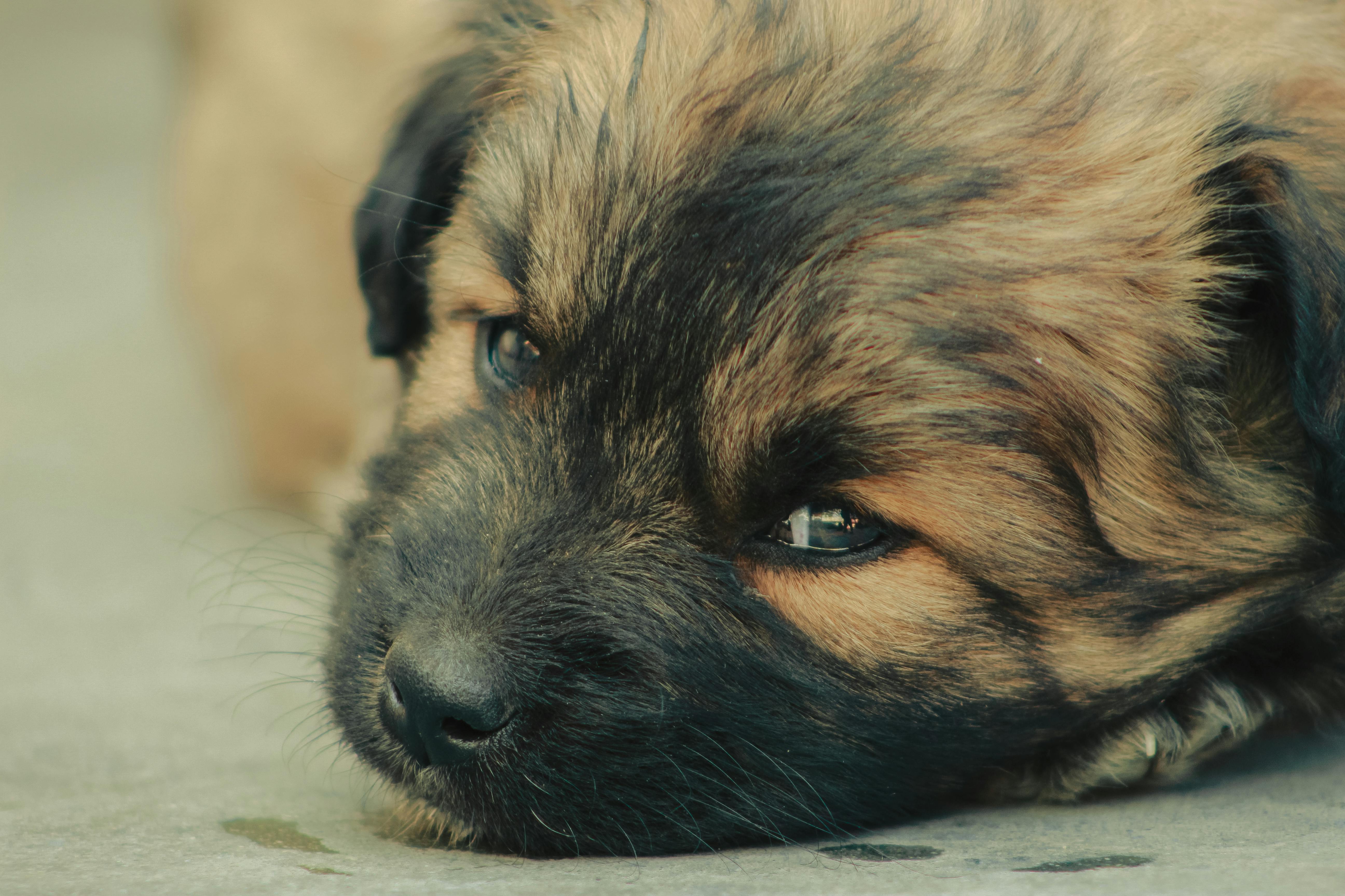 a puppy laying down on the ground with its head down