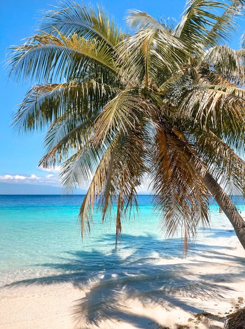 Palm Tree and Sea