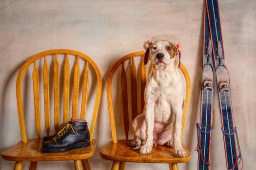 Free stock photo of art, canine, chair