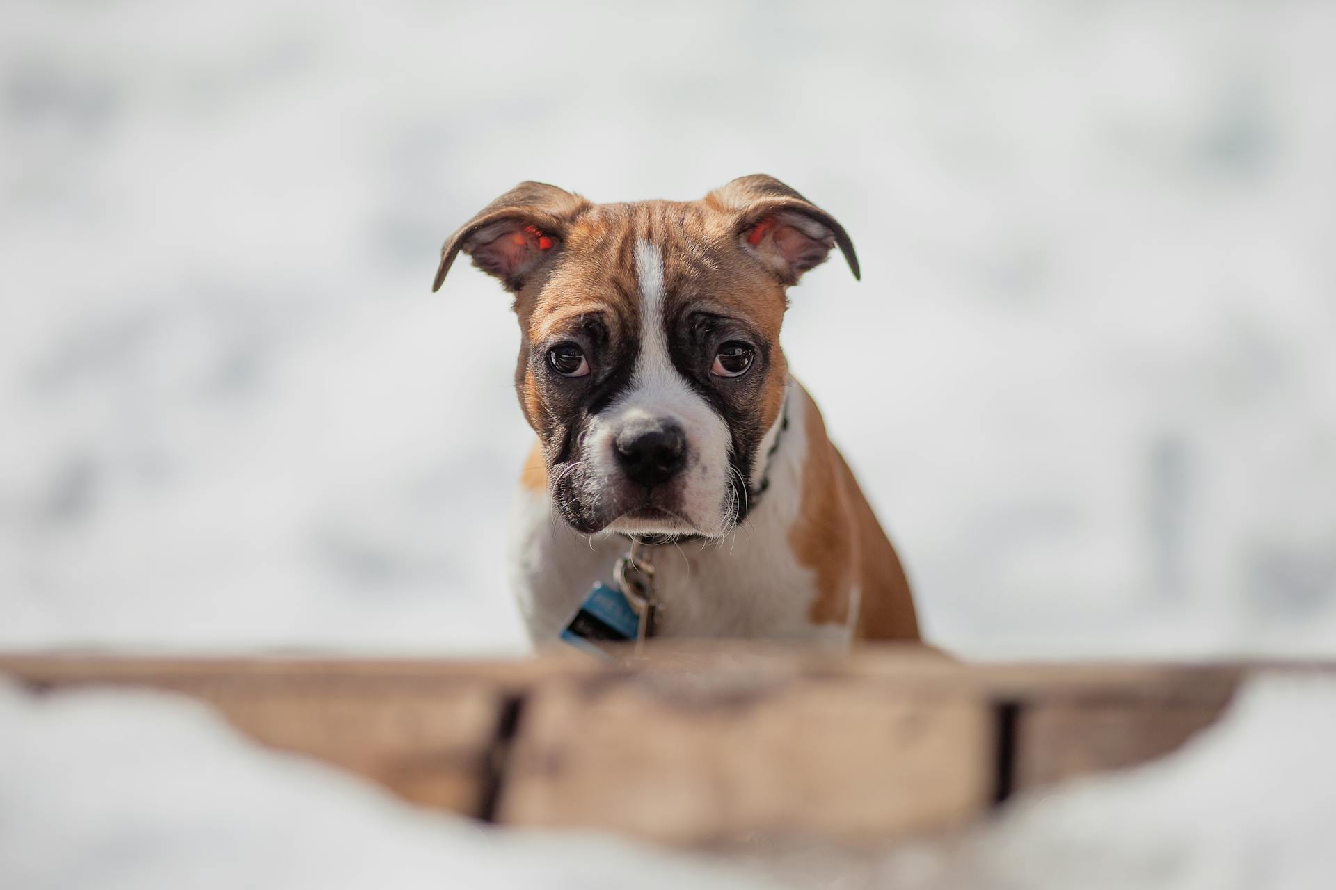 Portret van een bokshondpuppy