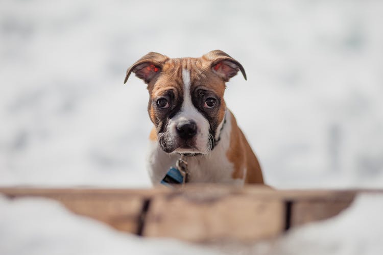 Portrait Of A Boxer Dog Puppy