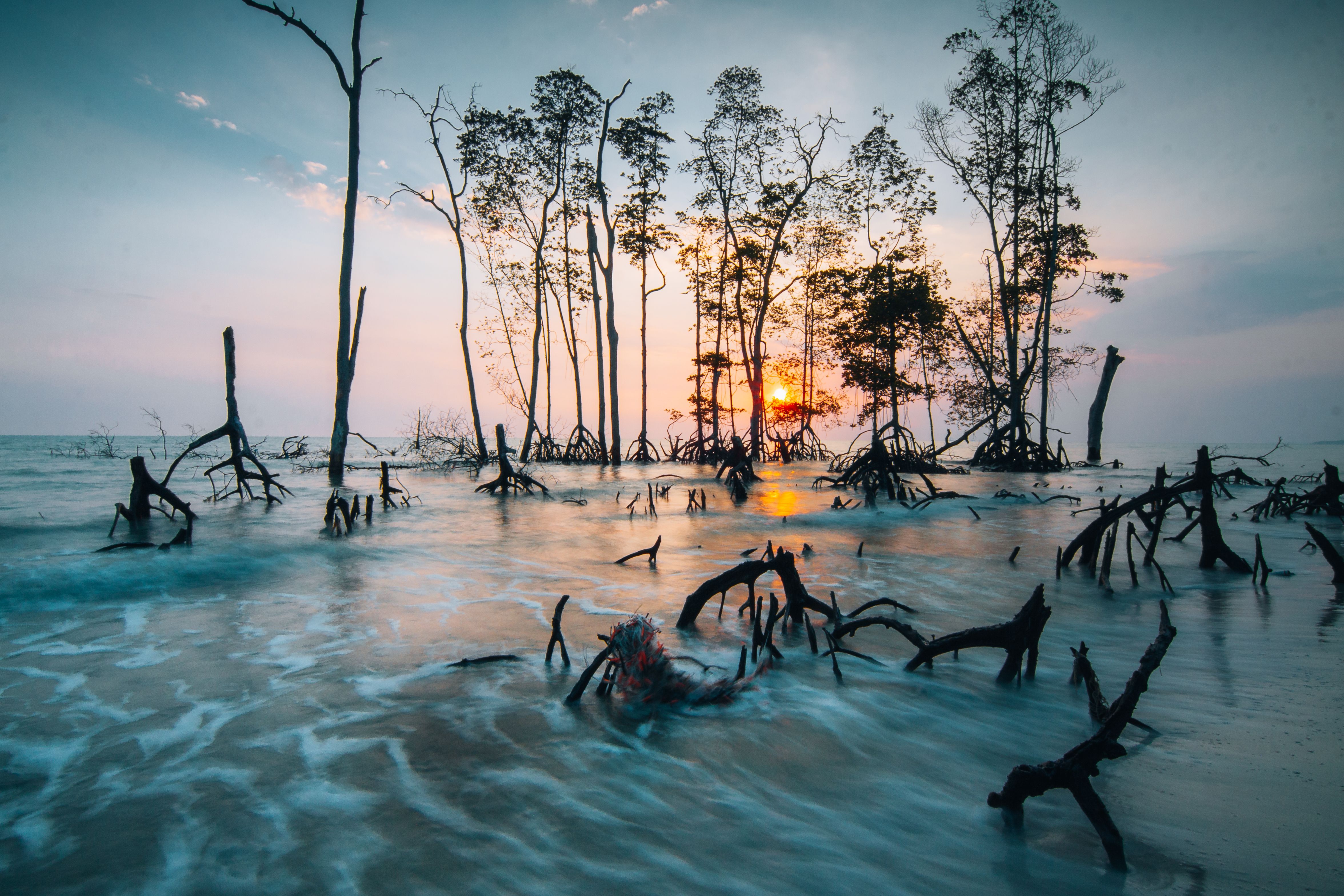 Ngeremeduu Bay Mangrove Kayak, Aimeliik Coast