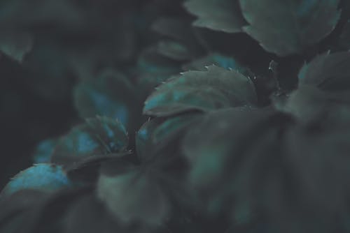 Gratis stockfoto met bladeren, bloei, bureaublad achtergrond