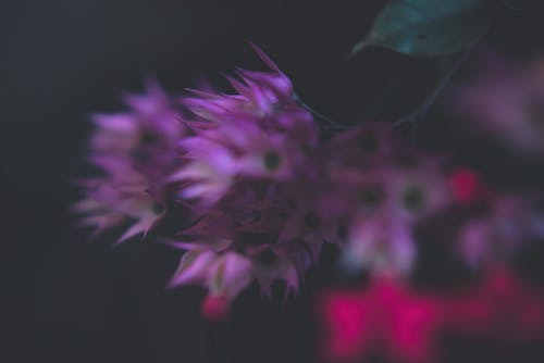 Darmowe zdjęcie z galerii z kwiaty, liście, makro