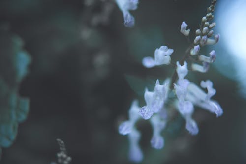 Foto d'estoc gratuïta de bellesa natural, flors, fons de la textura