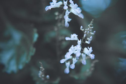 Foto d'estoc gratuïta de bellesa natural, flors, fons de la textura