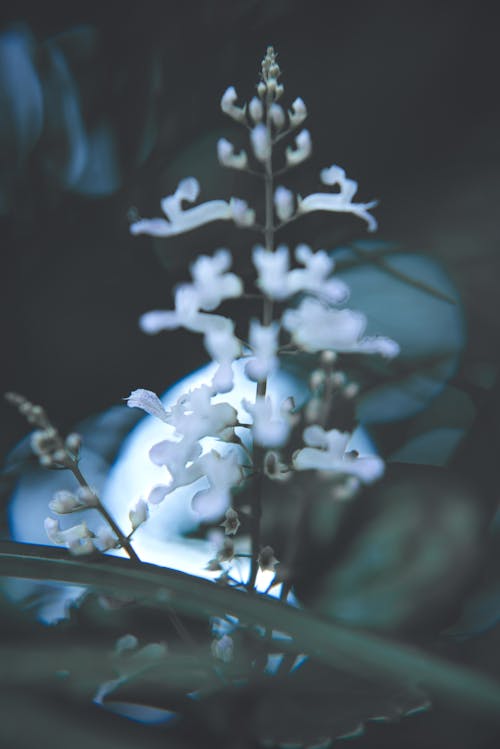 Darmowe zdjęcie z galerii z kwiaty, liście, makro