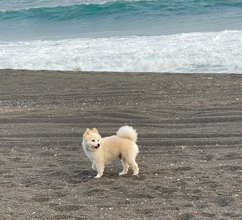 Darmowe zdjęcie z galerii z autora gwatemalteki, biały pomorski pies, czarny piasek