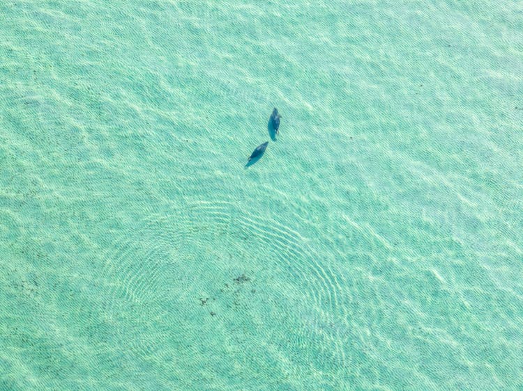 Animals Swimming In Transparent Water