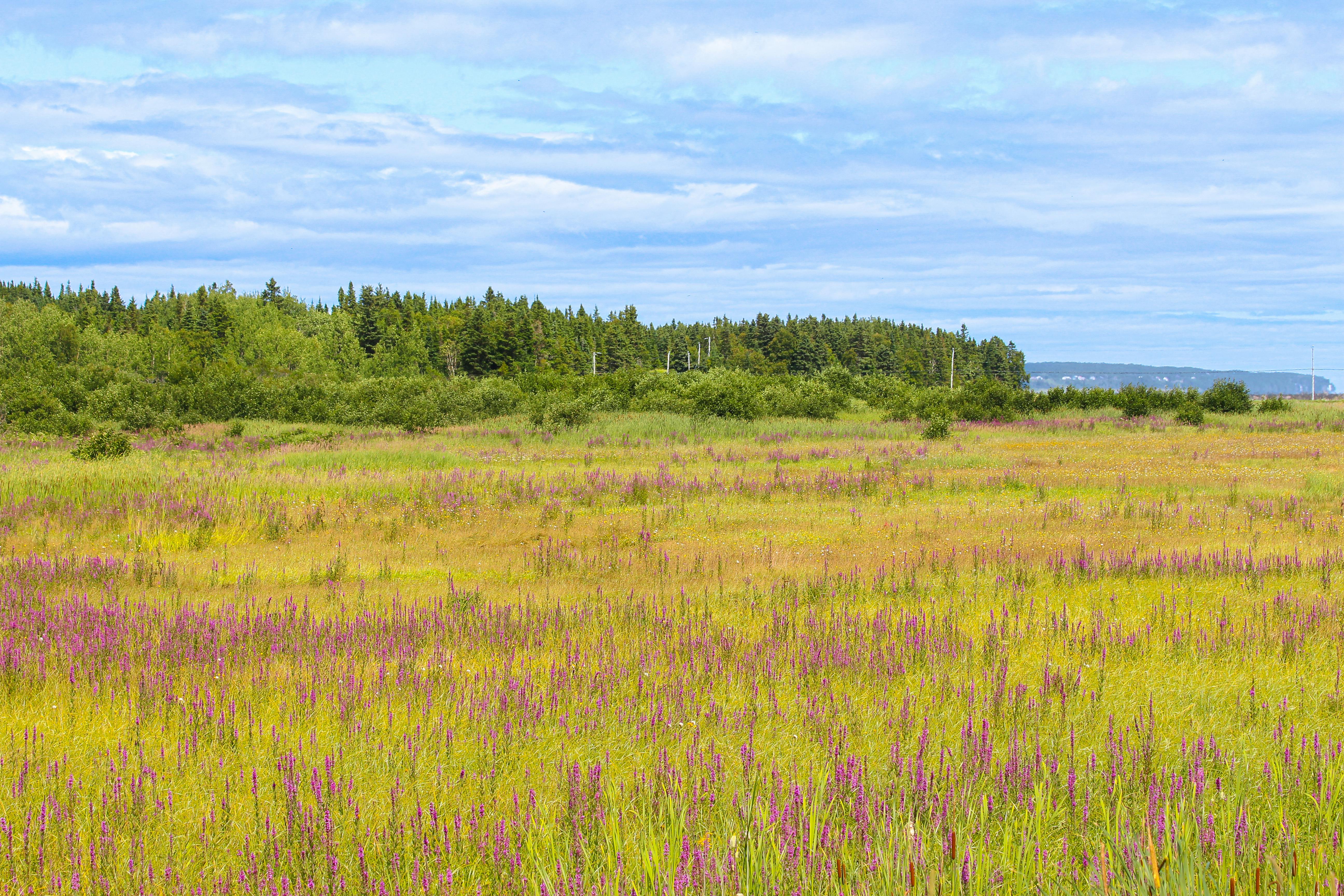 Field and Forest · Free Stock Photo