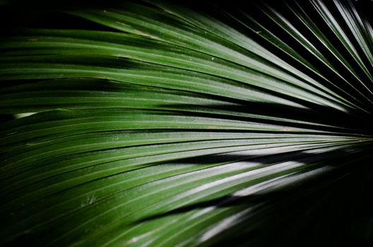 A detailed close-up of a vibrant green tropical palm leaf with sunlight creating beautiful patterns.
