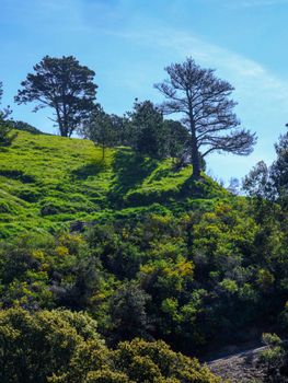 A scenic view of a sunlit green hill with trees under a clear blue sky, perfect for nature lovers.