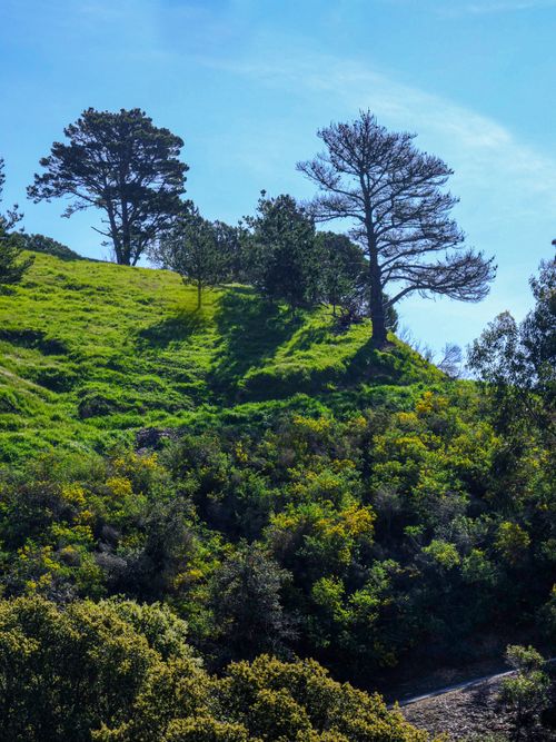 Free A scenic view of a sunlit green hill with trees under a clear blue sky, perfect for nature lovers. Stock Photo