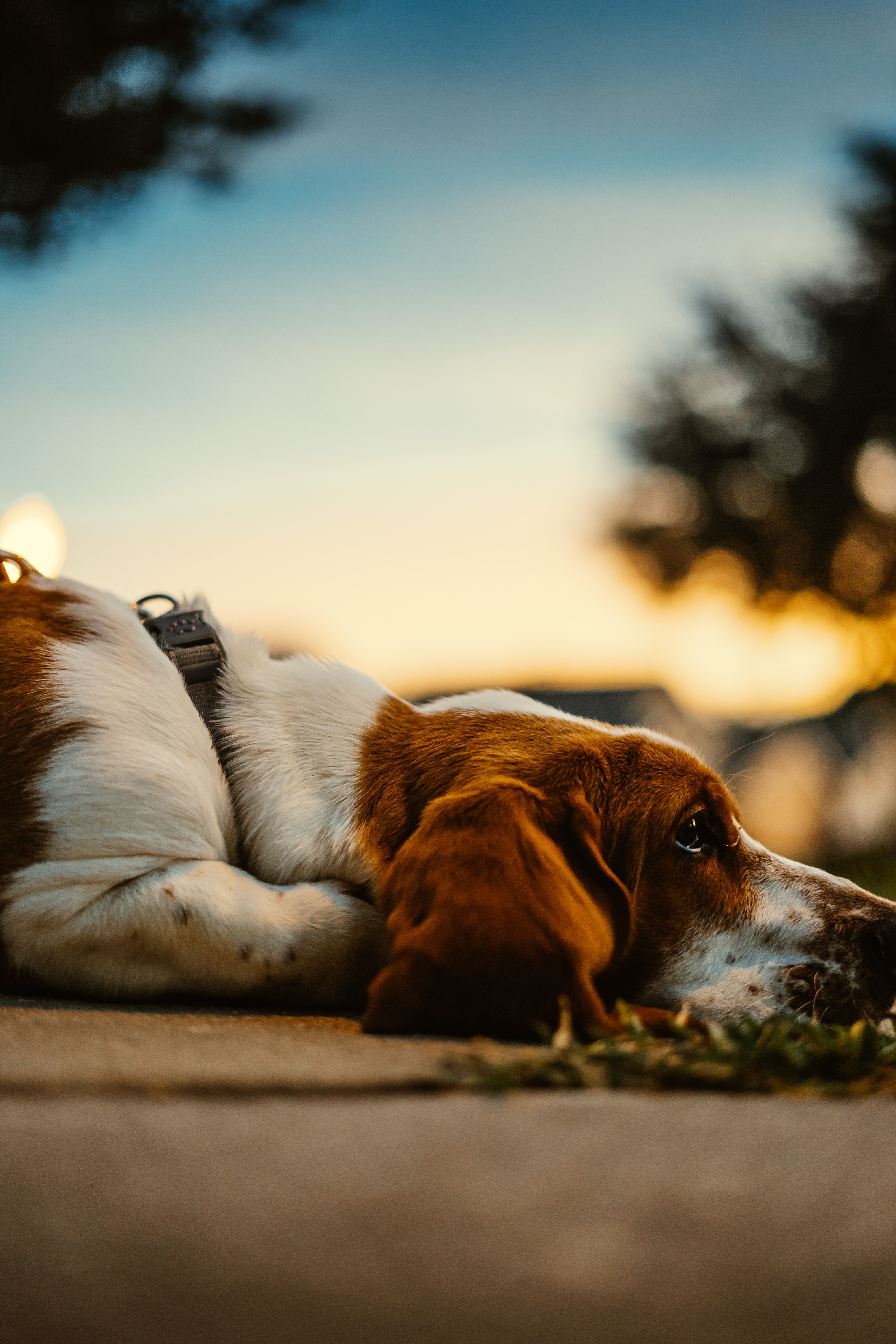 Gratis lagerfoto af afslapning, afslappet hund, aften Lagerfoto