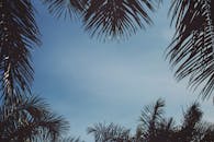 明亮的剪影棕榈叶框架映衬着清澈的蓝天，捕捉了宁静的热带氛围