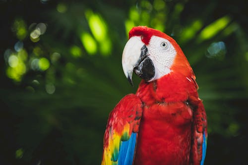annual expense of parrots