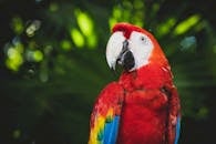 一只色彩缤纷的猩红金刚鹦鹉的特写，背景是郁郁葱葱的热带绿意