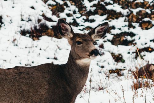 Free Close-up of a mule deer in snowy Waterton Park, showcasing winter wildlife in Alberta, Canada. Stock Photo
