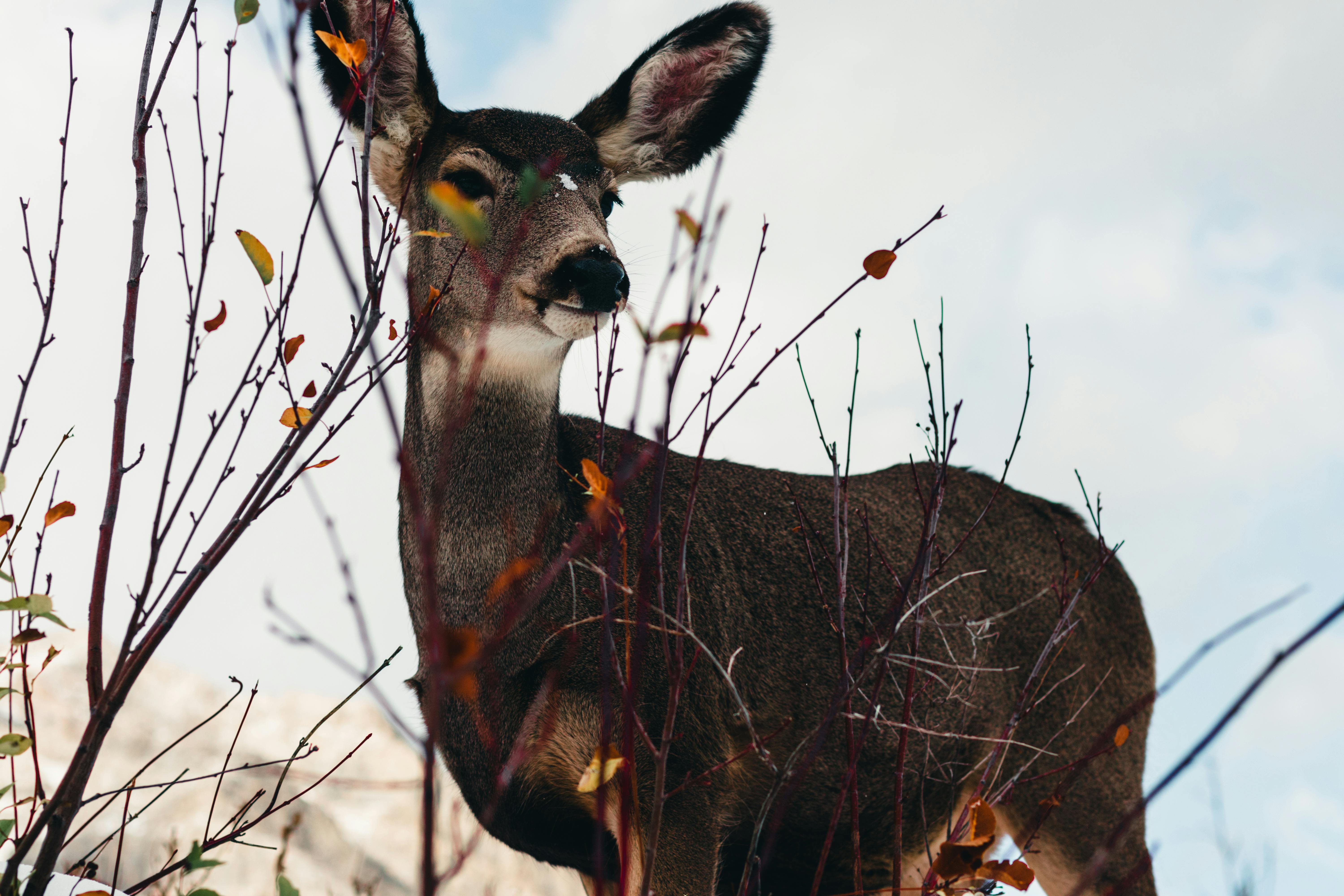 All-Canada Show promotes hunting, fishing and outdoor adventure — Photo by Ali Kazal on Pexels