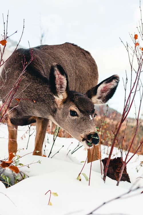 Deer Winter Nature Photos, Download The BEST Free Deer Winter Nature Stock  Photos & HD Images