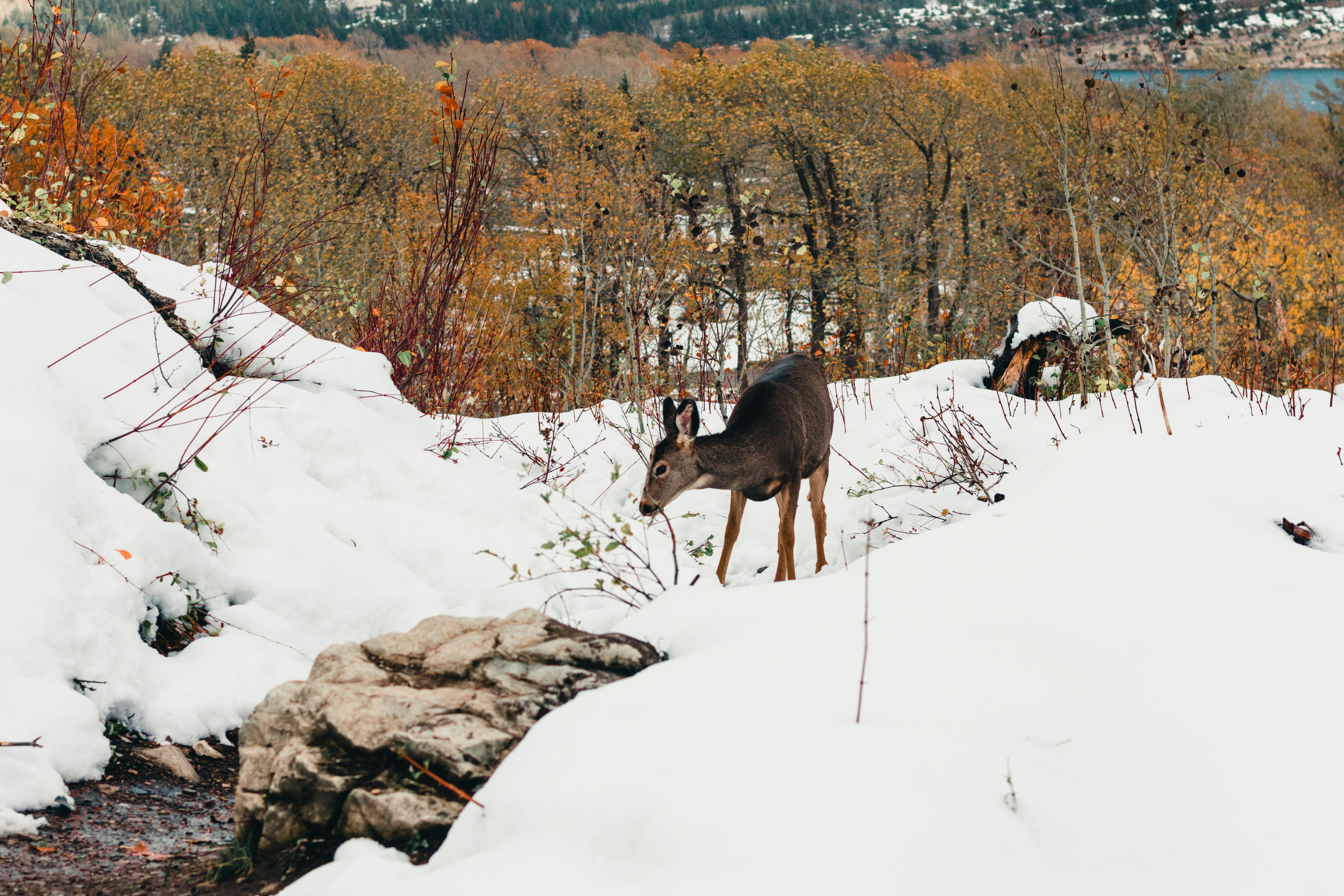 Waterton Lakes National Park · Free Stock Photo