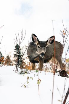 Close-up of a deer in a snowy landscape, Waterton Park, Canada.