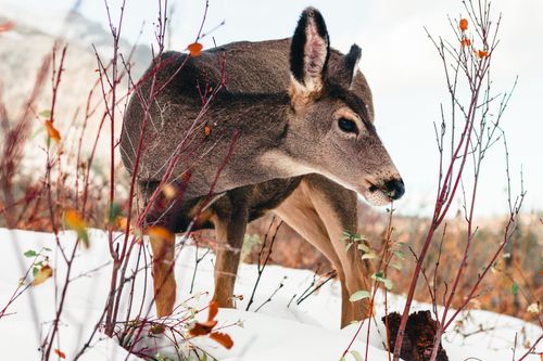 Free A close-up of a deer among snow and foliage in Waterton Park, Alberta, Canada. Stock Photo