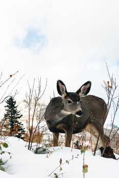 Close-up of a mule deer in snowy Waterton Park, Canada during winter.