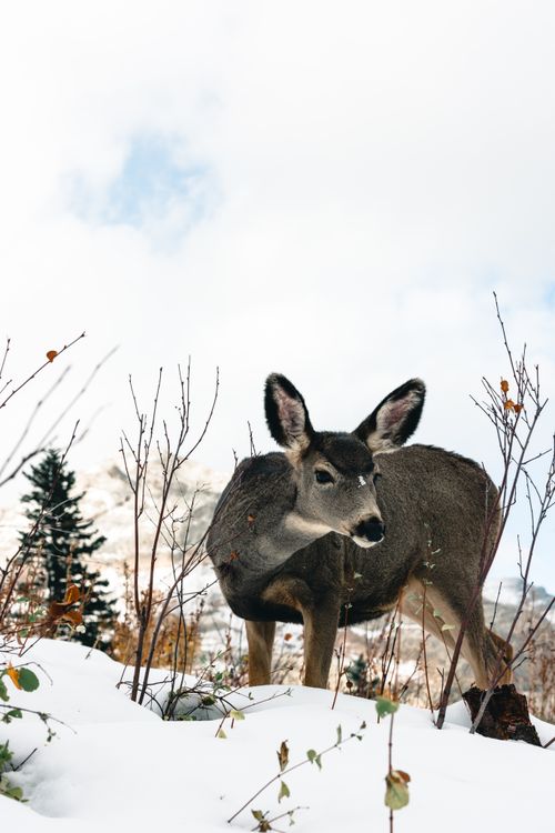 Free Close-up of a mule deer in snowy Waterton Park, Canada during winter. Stock Photo