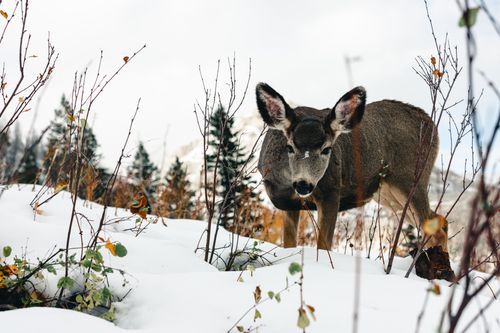 Free A deer explores a snowy landscape in Waterton Park, Alberta, capturing the serene beauty of winter wildlife. Stock Photo