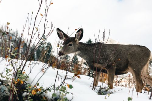 Free Mule deer in a winter snowscape at Waterton Park, Alberta, showcasing wilderness and wildlife. Stock Photo