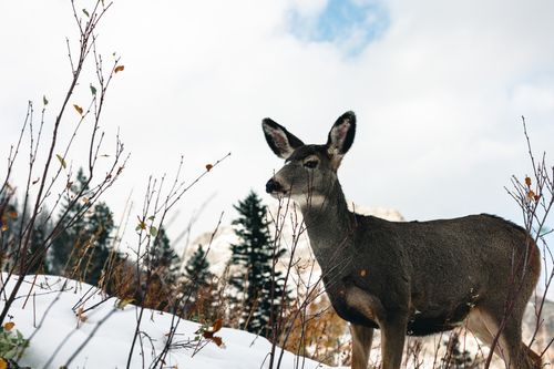 Free A beautiful deer stands amidst a snowy landscape at Waterton Park, Canada. Stock Photo