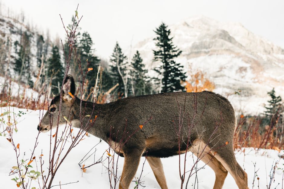 B.C. Changes Wildlife Rules to Let Officers Cull Stray Domestic Sheep