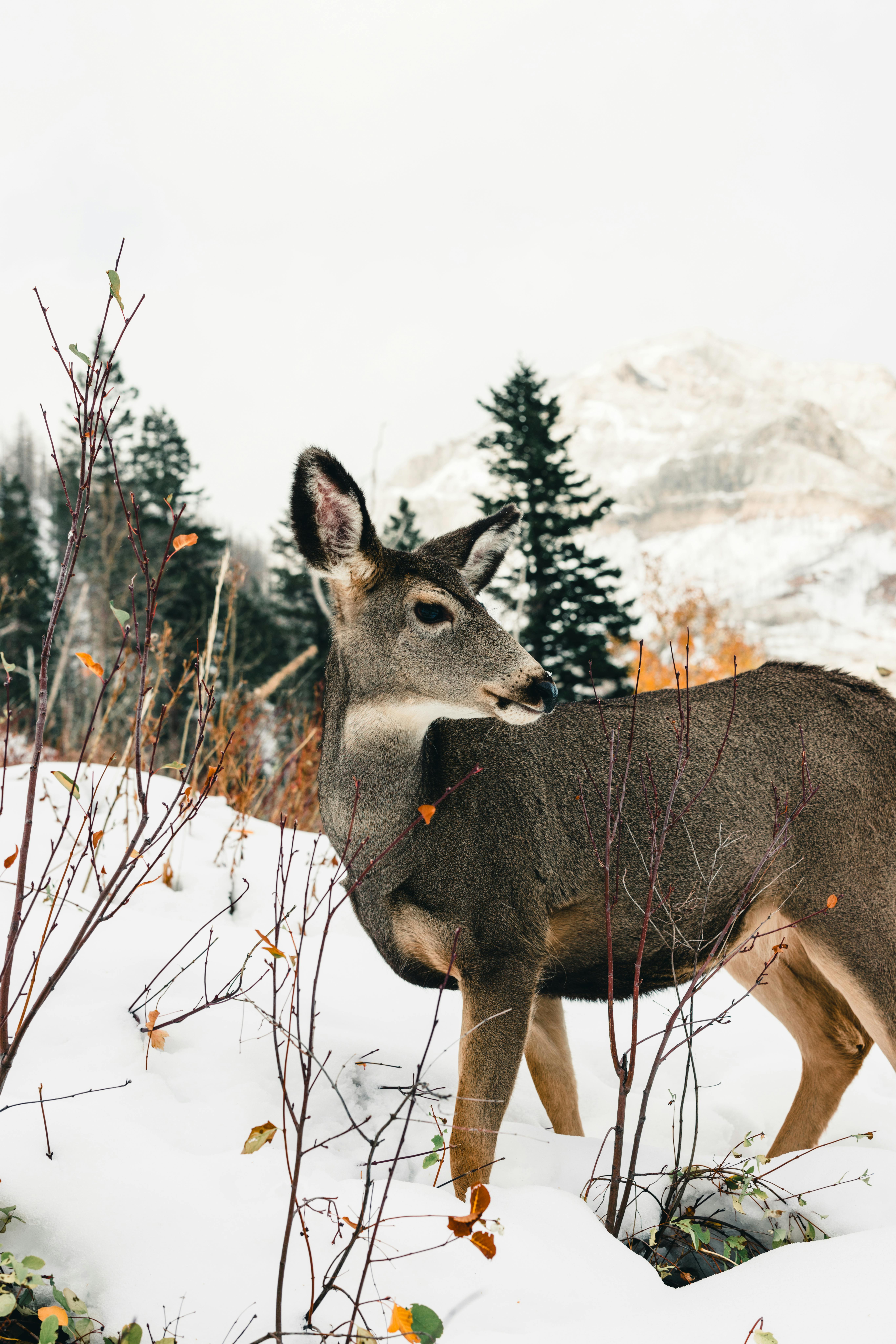 Deer standing in snowy forest landscape with mountains in Waterton Park, Canada during winter.