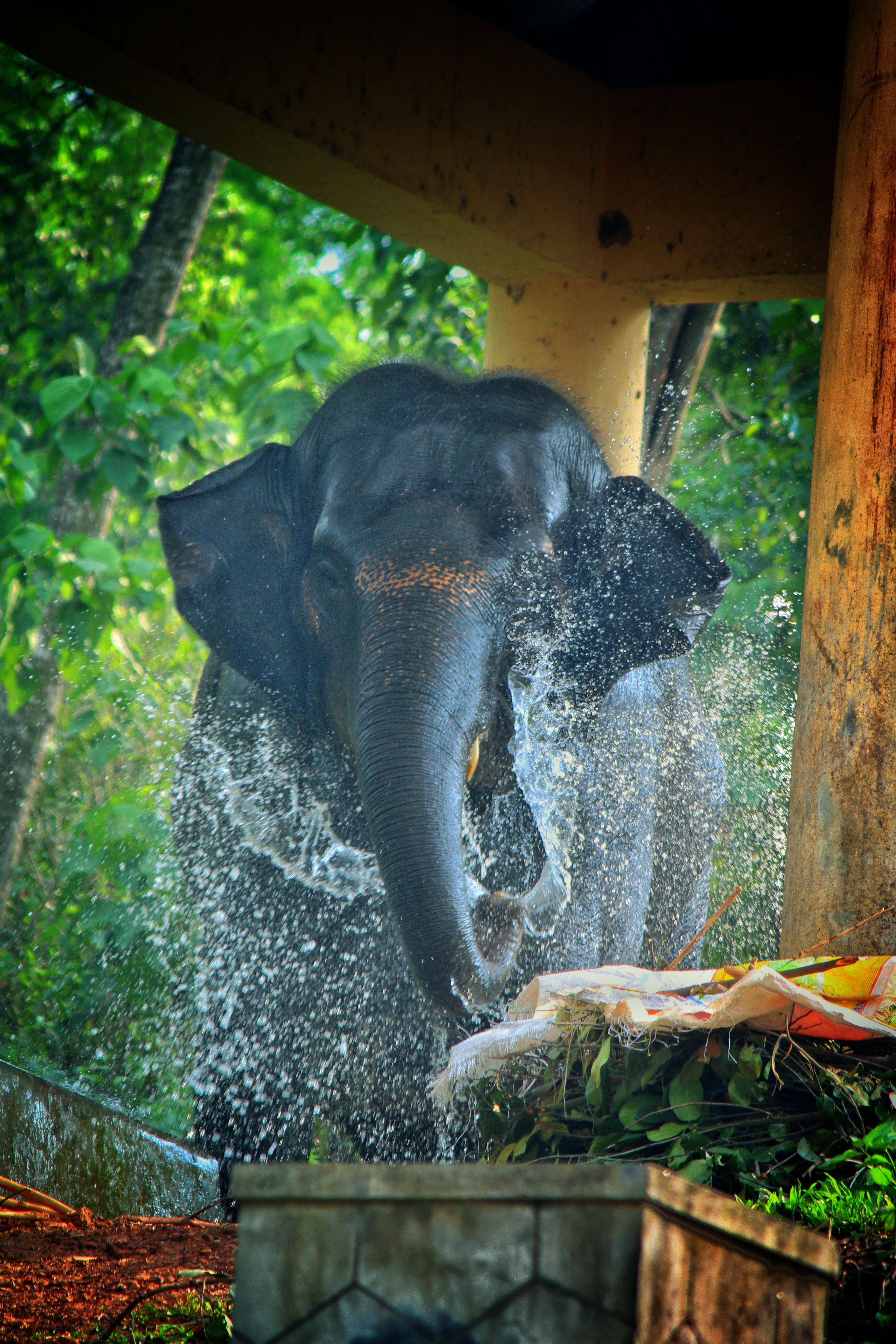 A majestic elephant splashes water for a refreshing bath outdoors in a lush green environment.