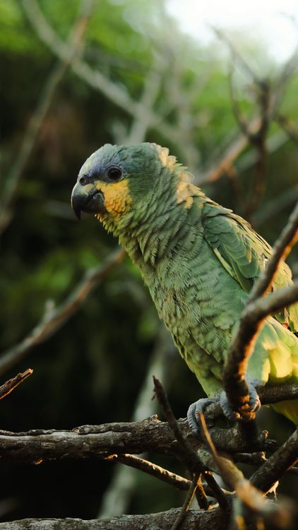 Close up of Parrot · Free Stock Photo