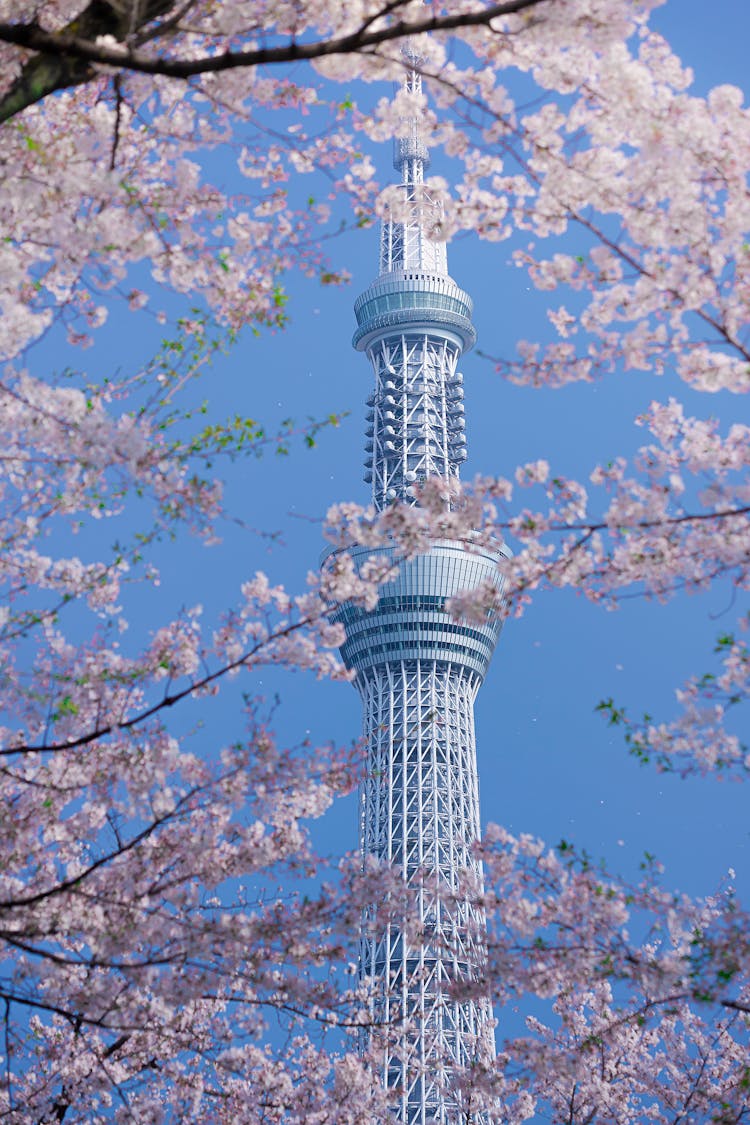 Tokyo Skytree Tower Seen Through Cherry Blossom Trees