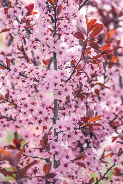 Foto stok gratis aroma, benang sari, bunga merah jambu