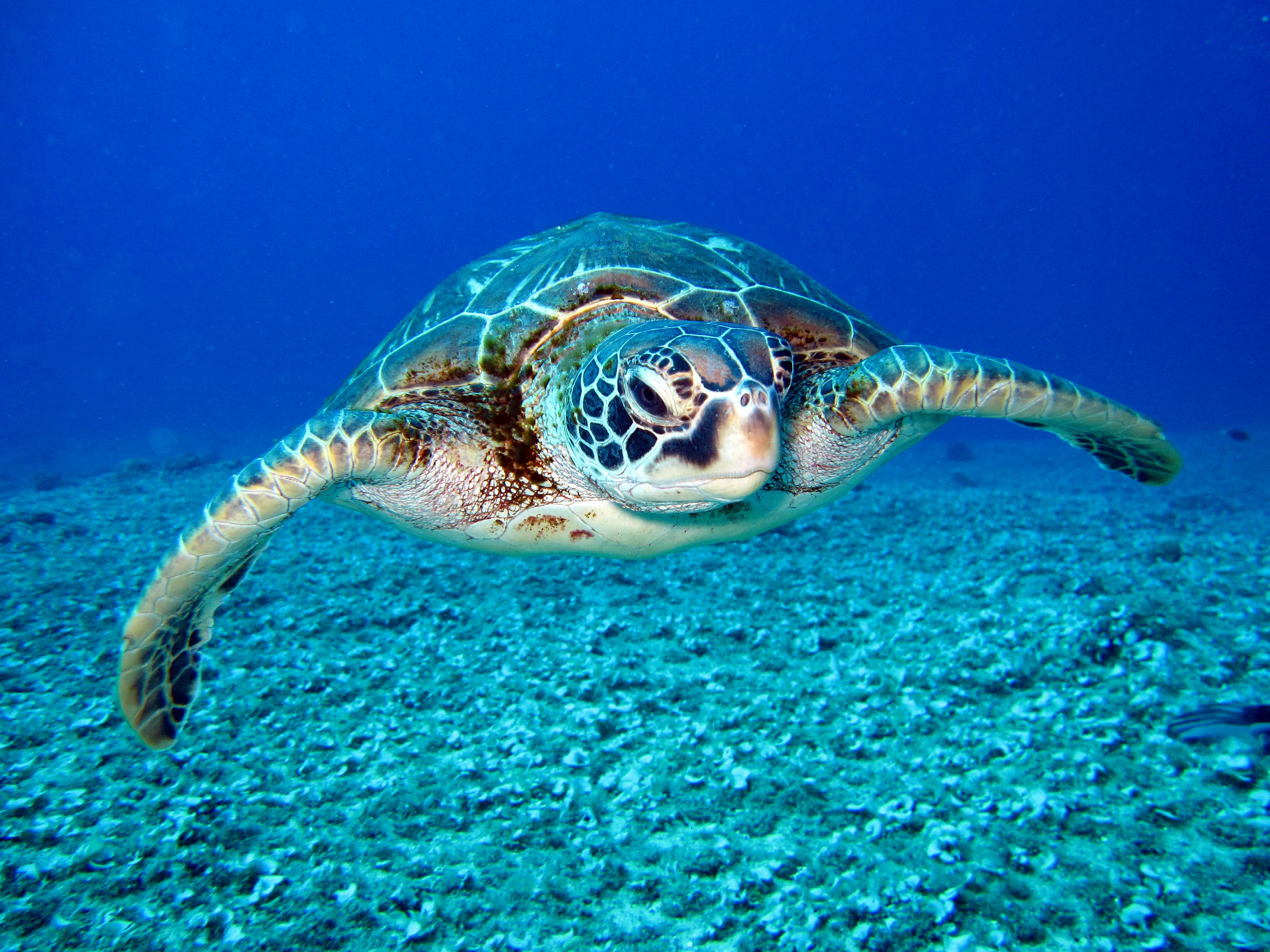 Turtle HD Wallpapers and 4K Backgrounds - Wallpapers Den