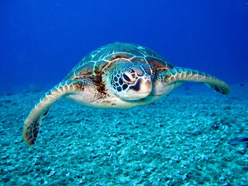 bezplatná Základová fotografie zdarma na téma divočina, moře, mořská želva Základová fotografie