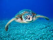 特写镜头捕捉了海龟在水下优雅游泳的姿态，展现了其自然栖息地中的海洋生物