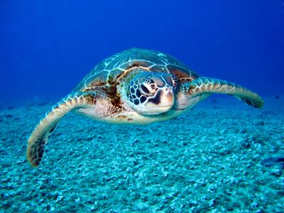 Reptile Feeding Guide Turtle Diet