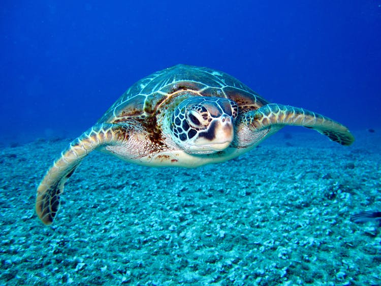 Black And White Turtle