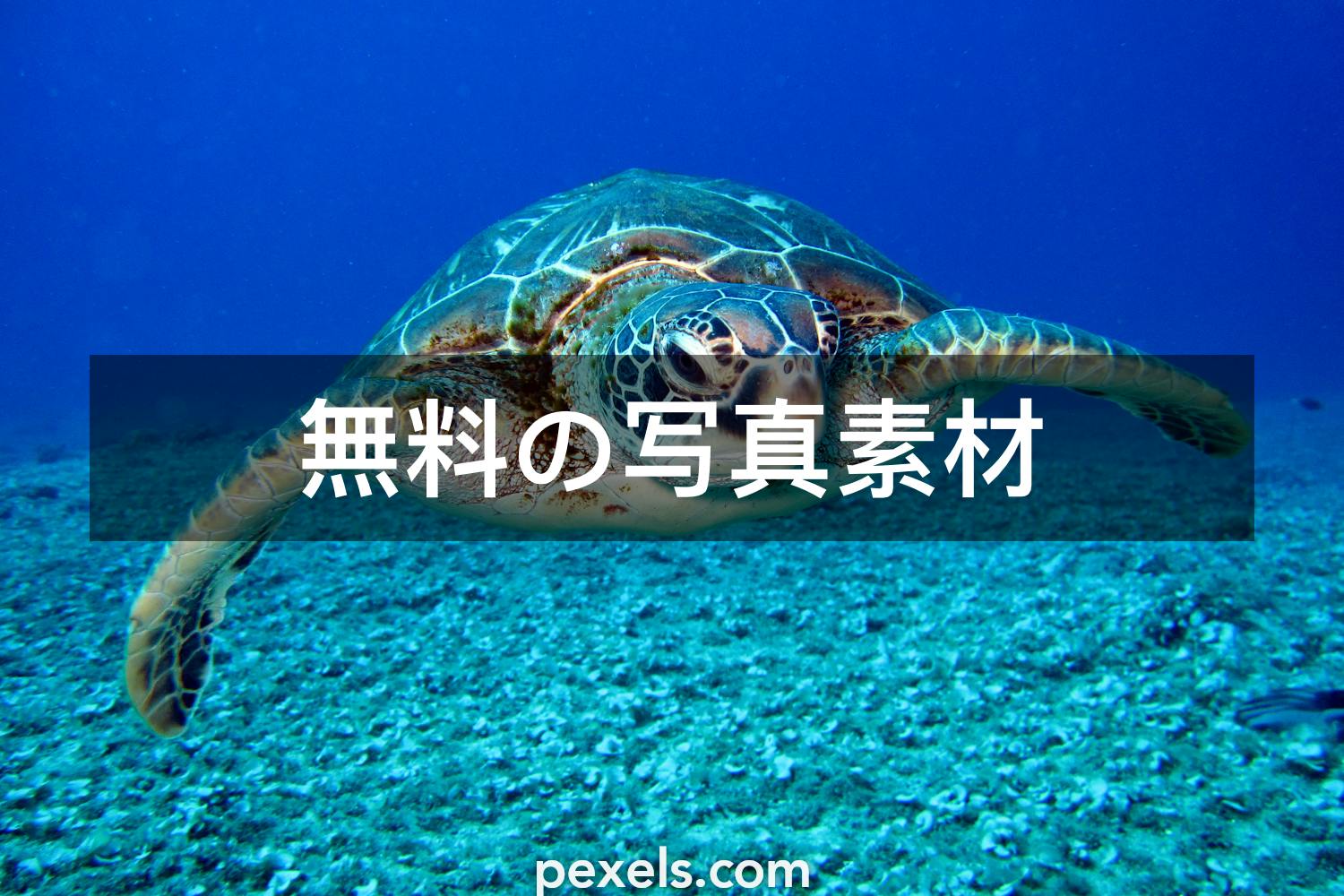 50 ウミガメと一致する写真 Pexels 無料の写真素材