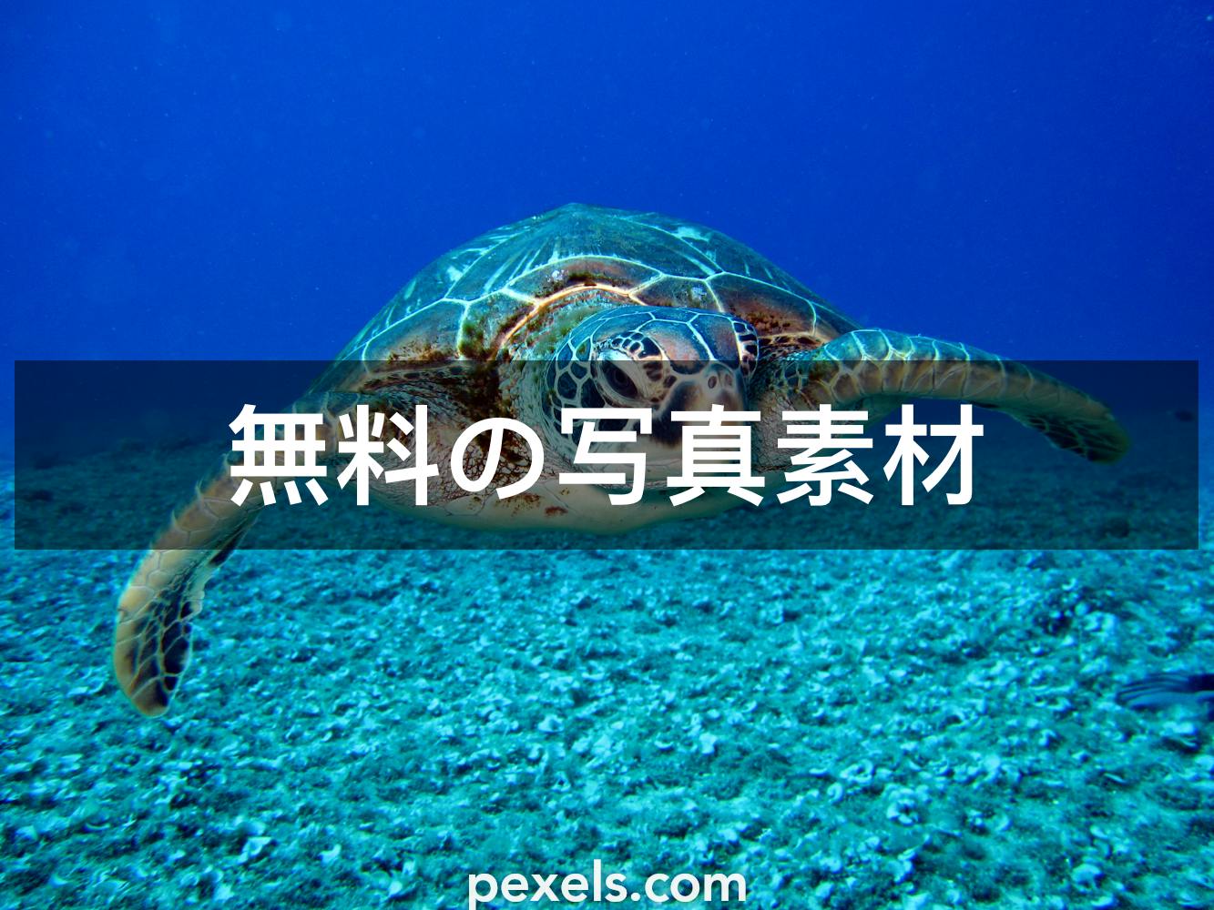90 件の最高のウミガメ関連写真 100 無料でダウンロード Pexelのストック写真